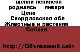 щенки пекинеса родились 27 января › Цена ­ 6 000 - Свердловская обл. Животные и растения » Собаки   